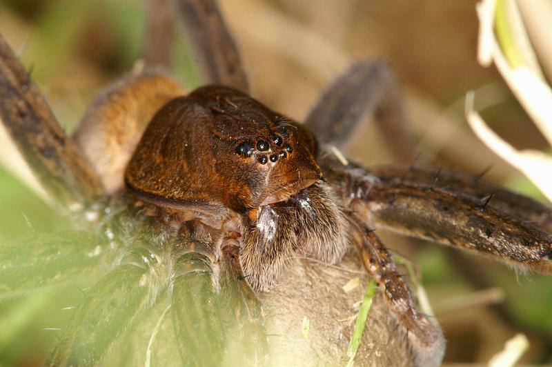 Dolomedes_plantarius_D5140_Z_85_Canal du Nivernais_Frankrijk.jpg